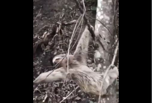 Perezoso agradece a un hombre por ayudarlo a cruzar la carretera