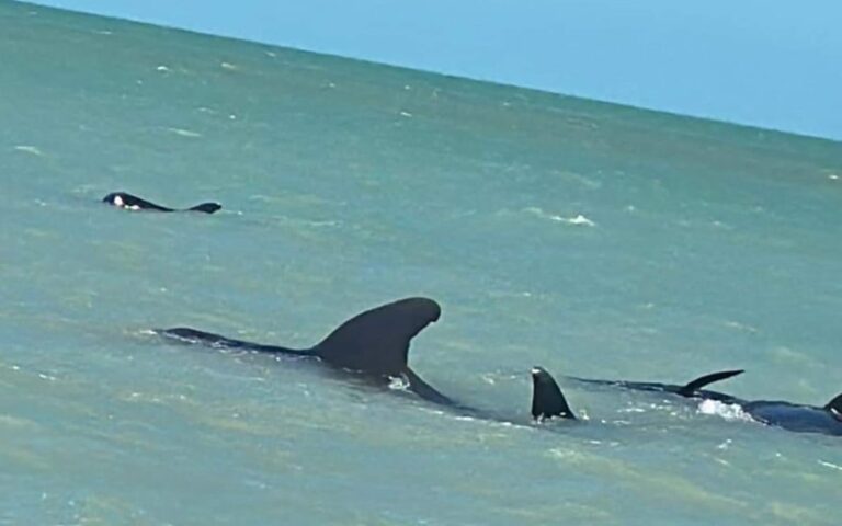 «Inusual suceso: Ballenas piloto varadas en la costa de Celestún»